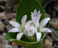 Polyxena ensifolia subsp maughanii